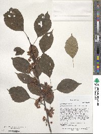 Euptelea pleiosperma image