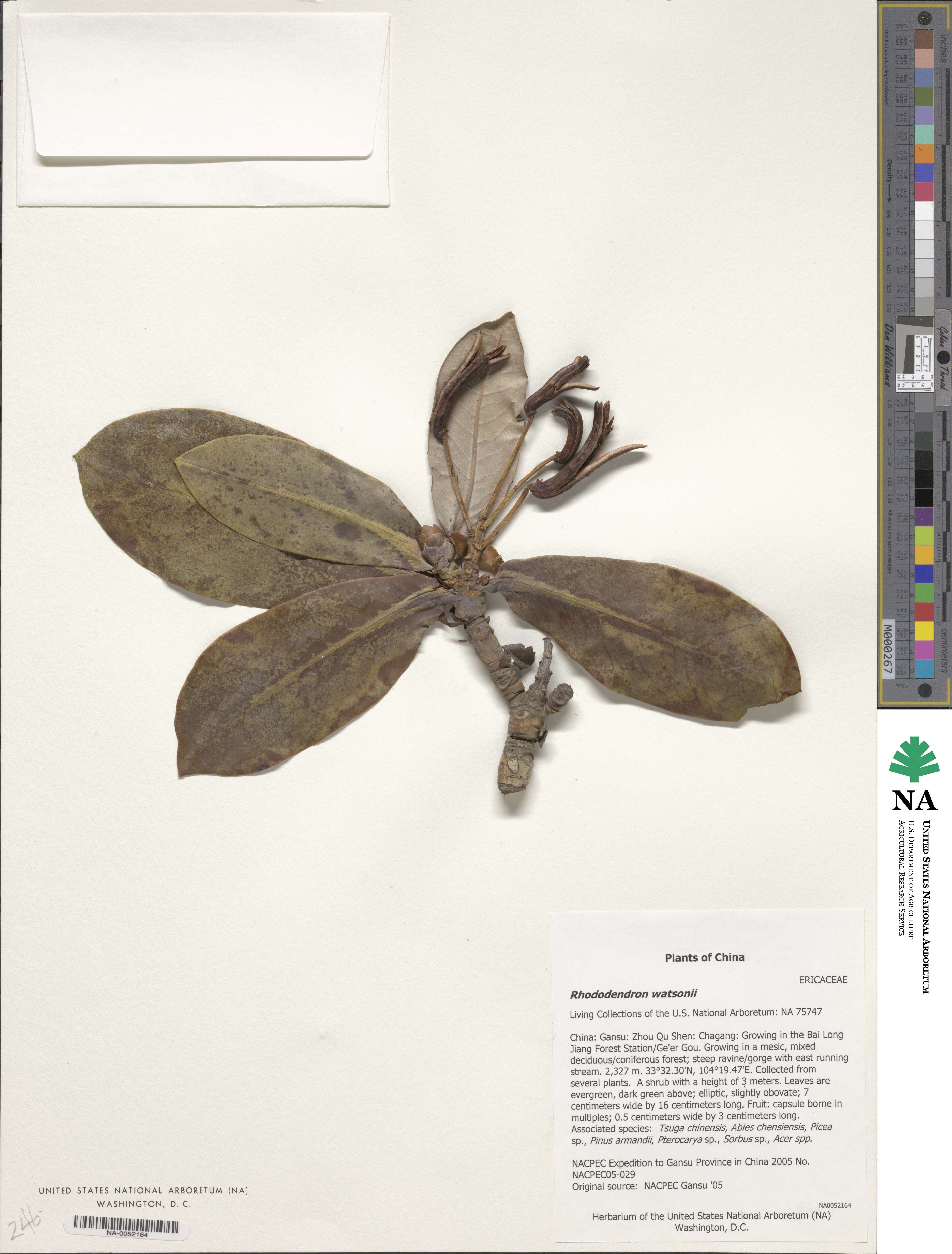 Rhododendron wasonii image