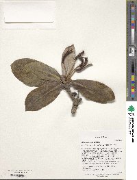 Rhododendron wasonii image