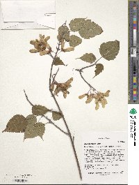 Acer stachyophyllum image