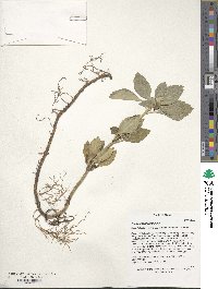 Pachysandra terminalis image