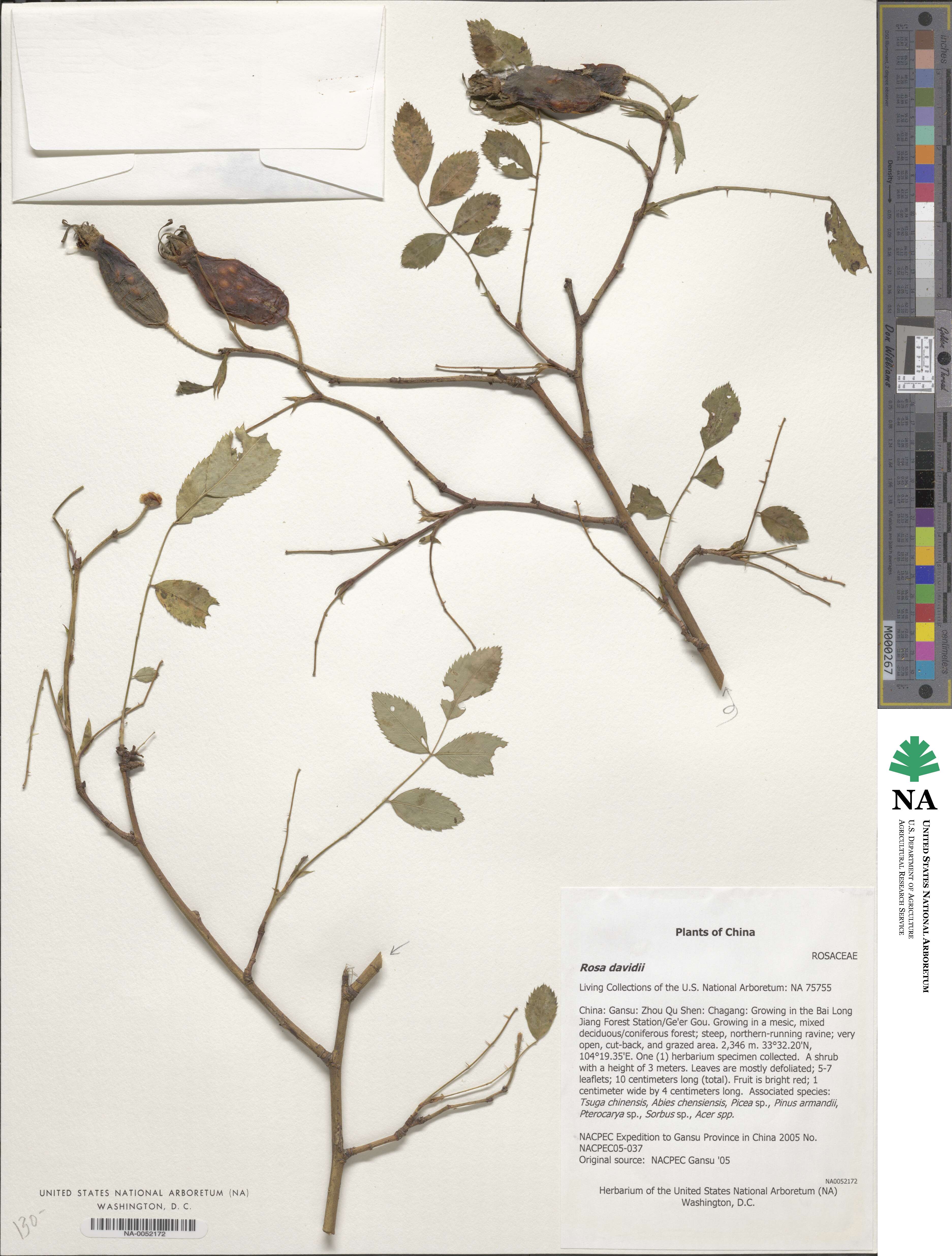 Rosa davidii image