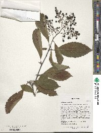 Meliosma cuneifolia image