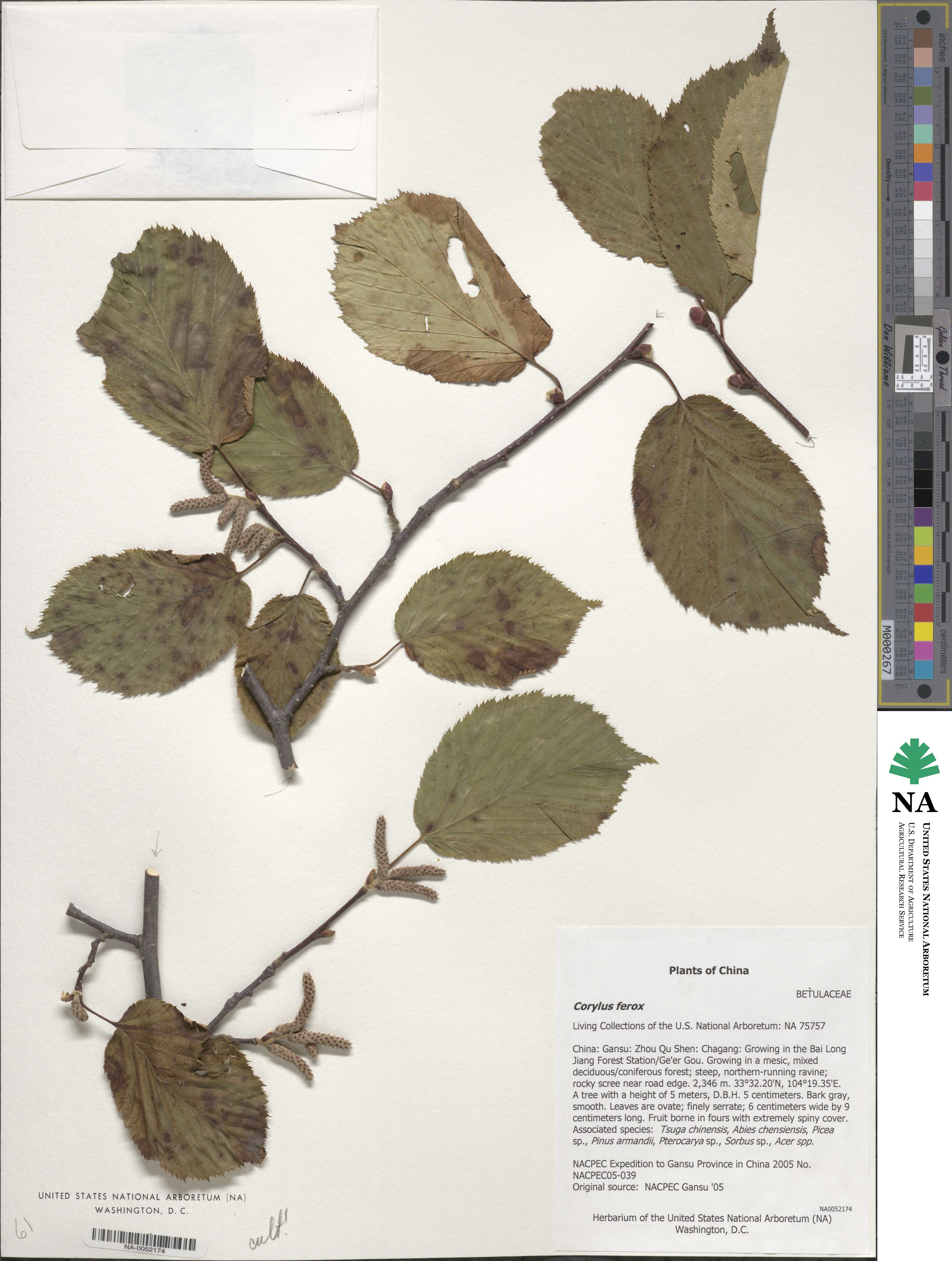 Corylus ferox image