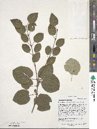 Cercidiphyllum japonicum image