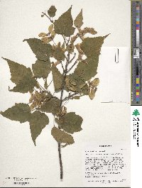 Acer davidii image