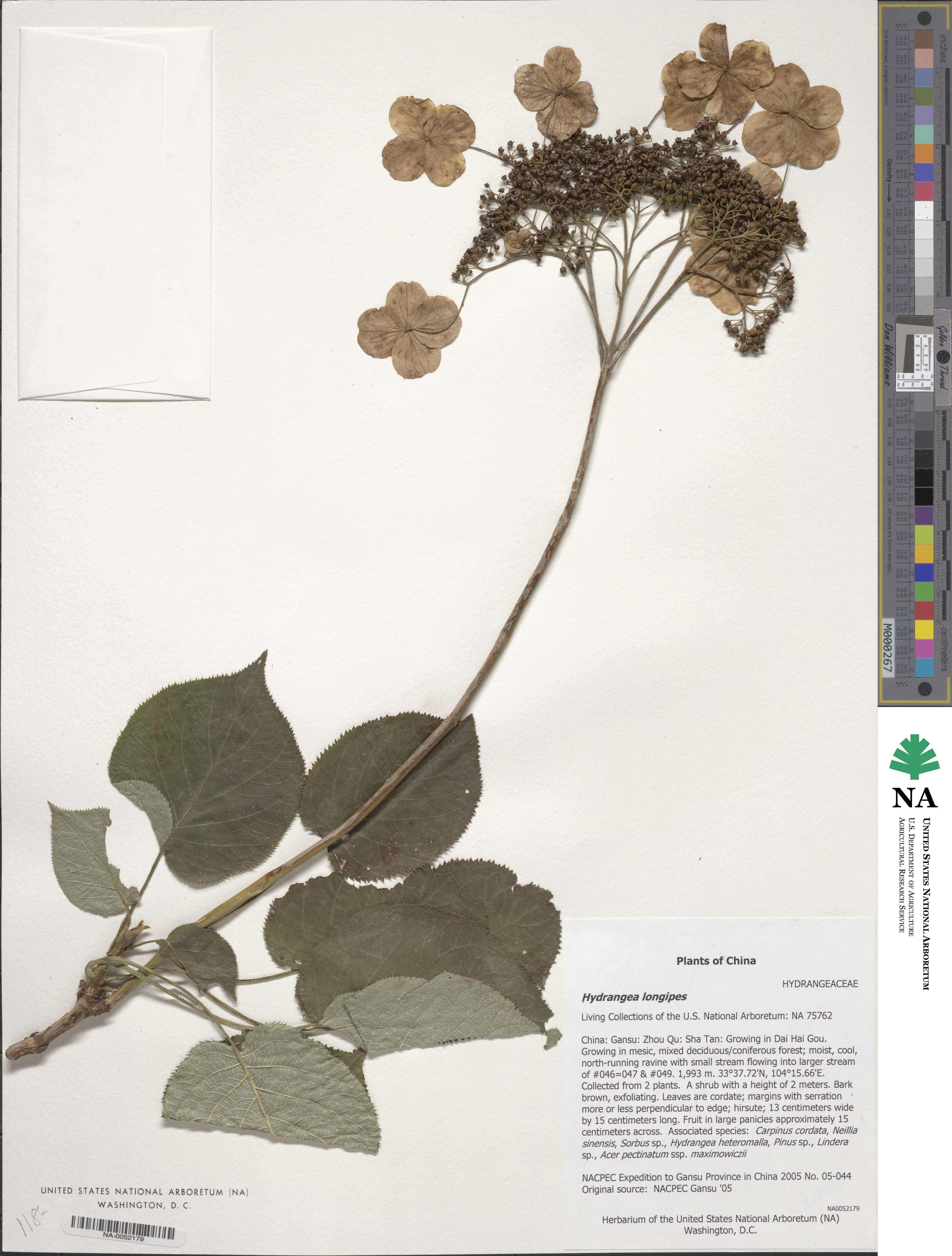 Hydrangea longipes image