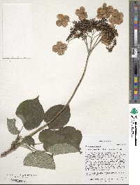 Image of Hydrangea longipes