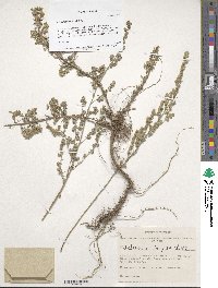 Artemisia frigida image