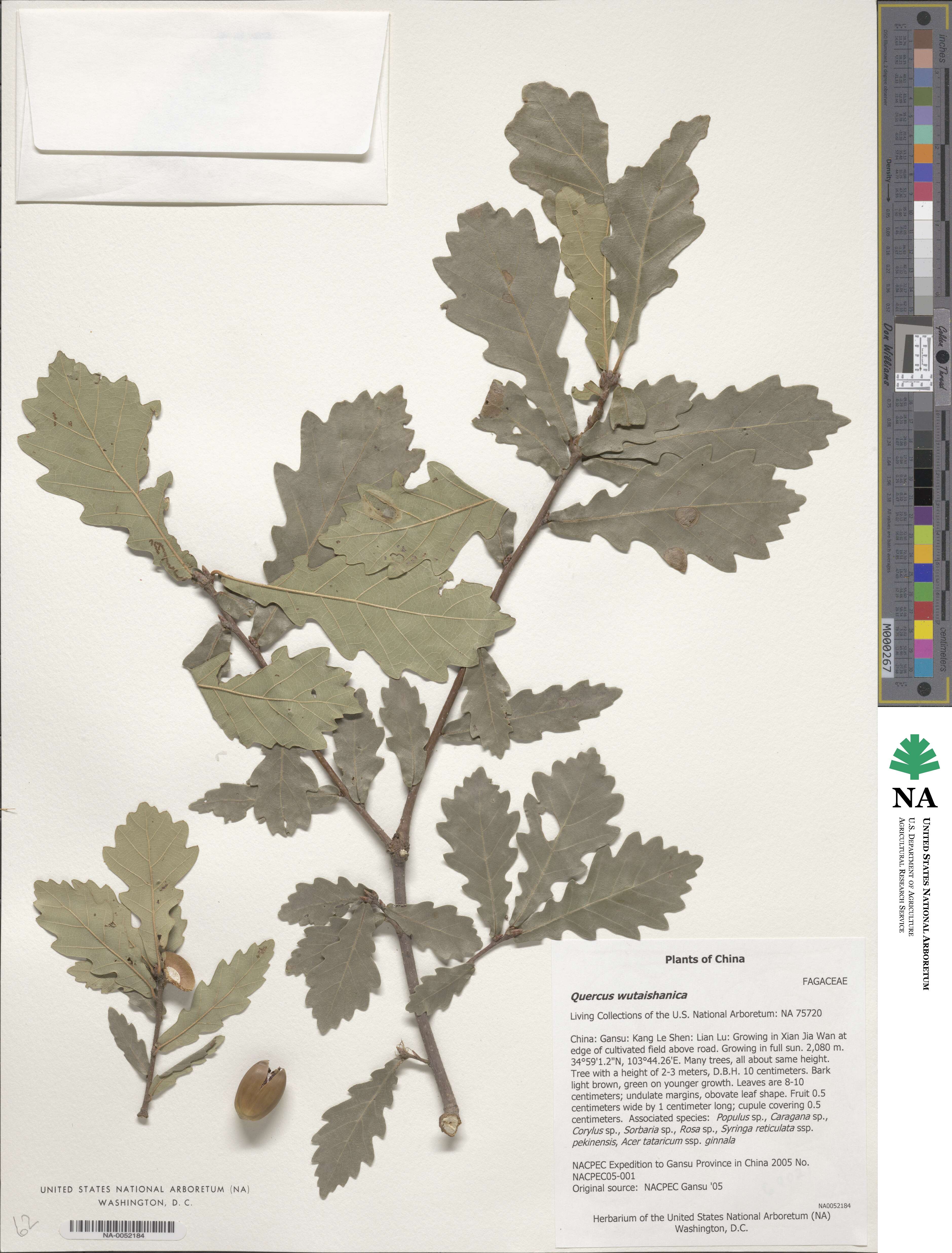 Quercus wutaishanica image