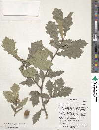 Quercus wutaishanica image