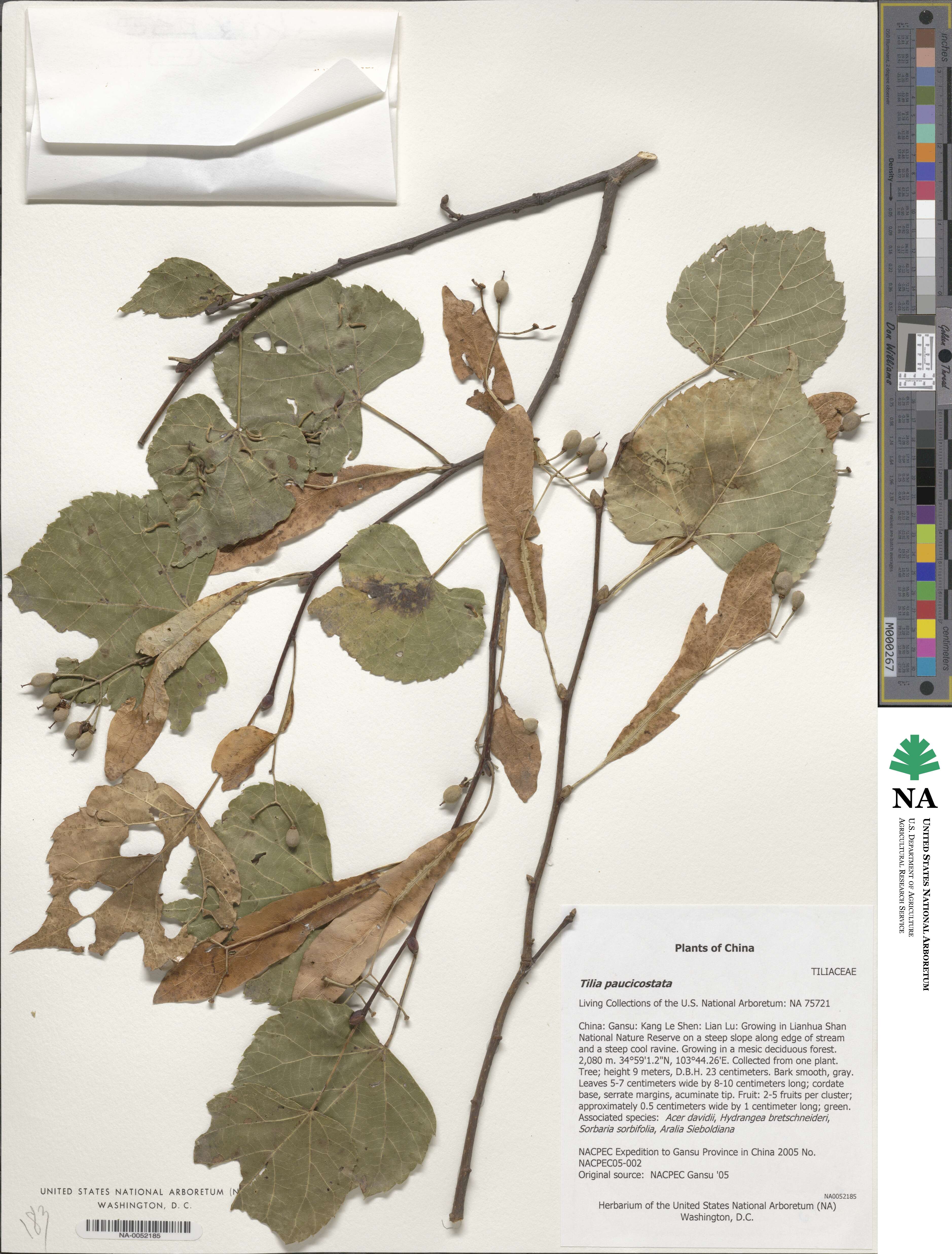 Tilia paucicostata image