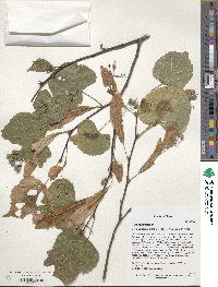 Tilia paucicostata image