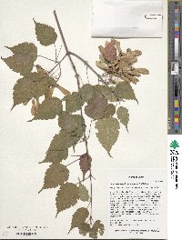 Acer stachyophyllum image