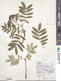 Sorbus discolor image