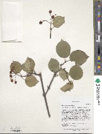 Viburnum betulifolium image