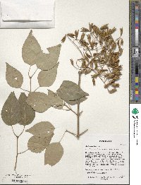 Syringa reticulata image