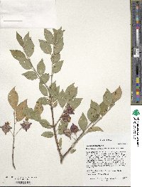 Euonymus frigidus image