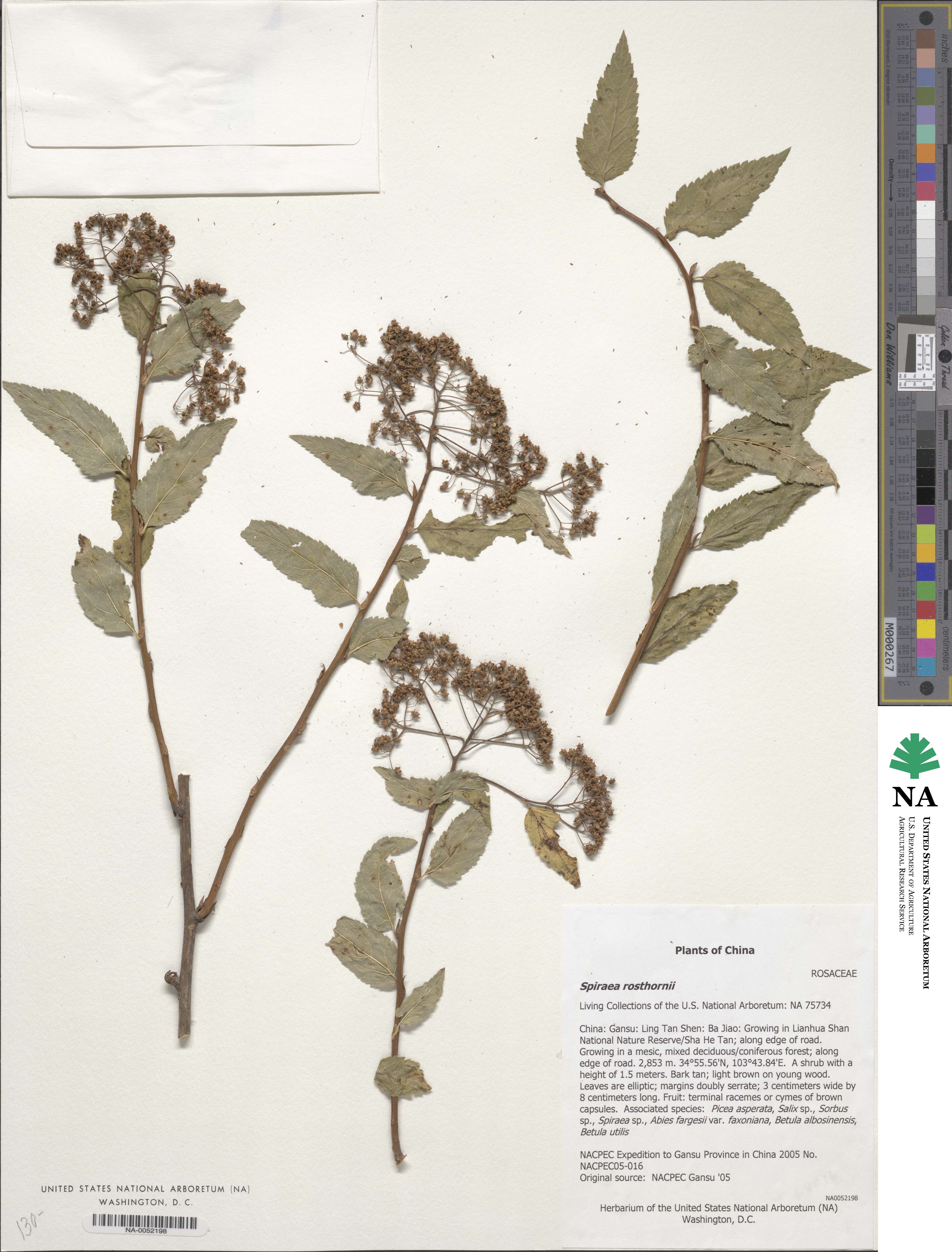 Spiraea rosthornii image