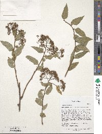 Spiraea rosthornii image