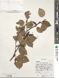 Betula utilis image