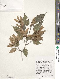 Acer stachyophyllum image