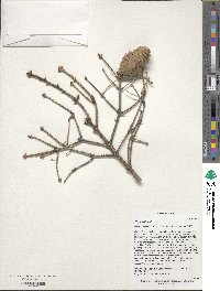 Picea wilsonii image