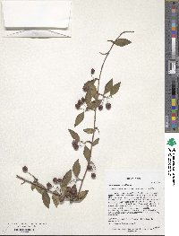 Cotoneaster multiflorus image