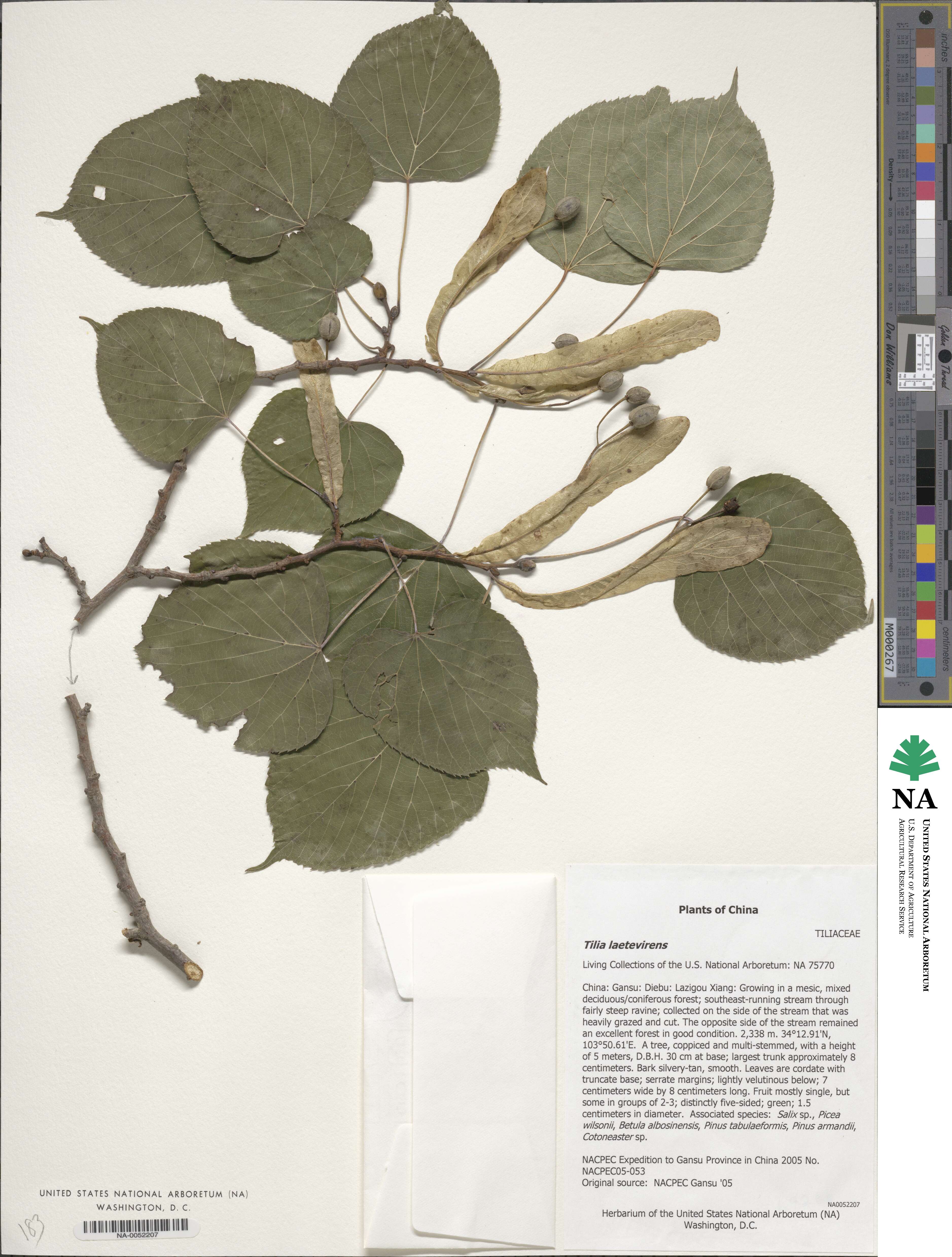 Tilia chinensis image