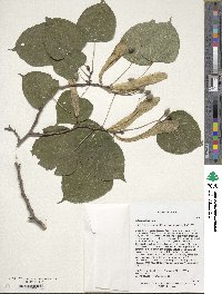 Tilia chinensis image