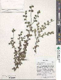 Cotoneaster horizontalis image