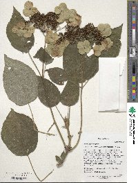 Hydrangea longipes image