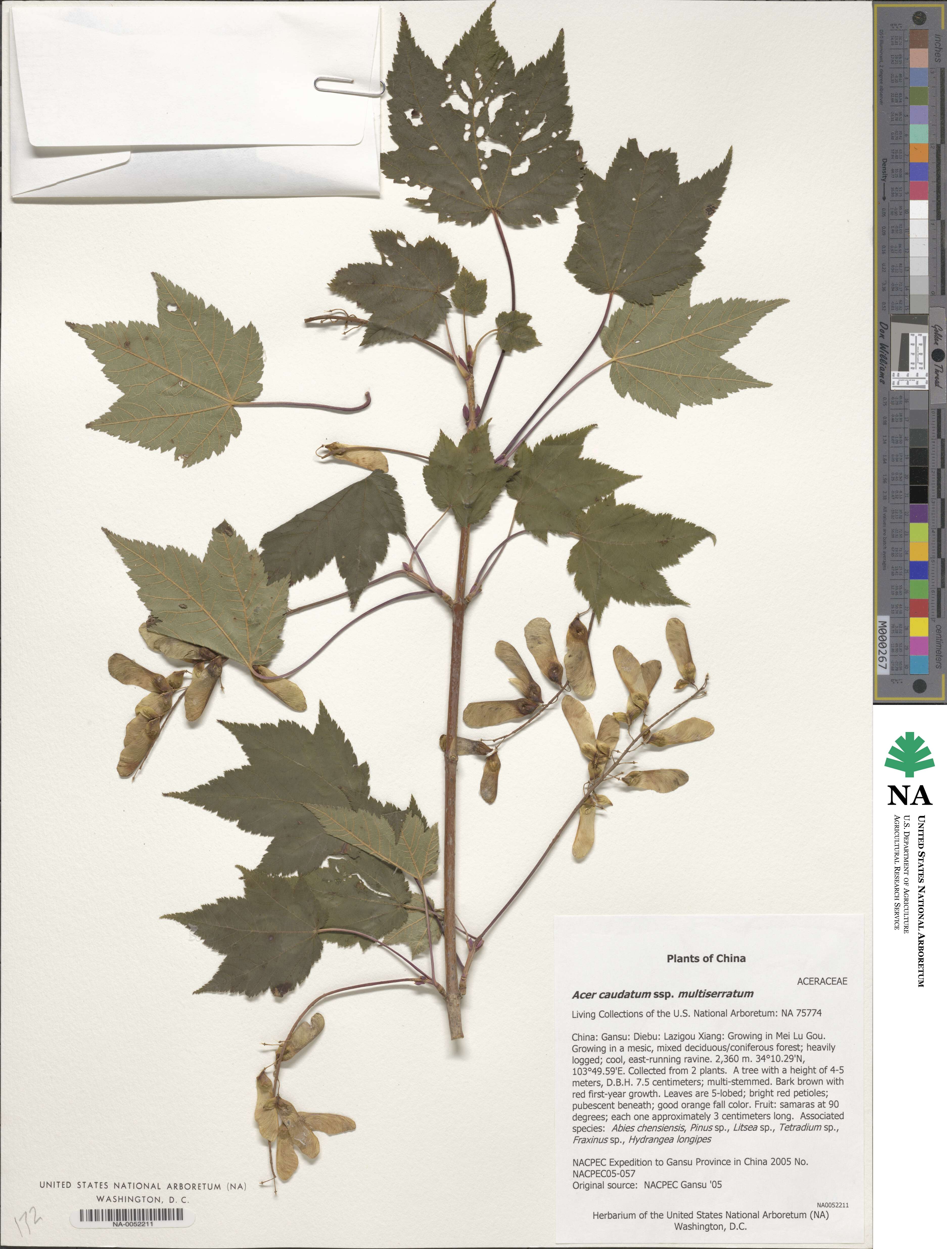 Acer caudatum image