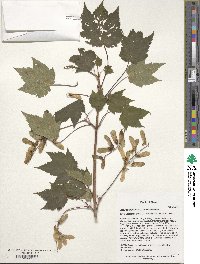 Acer caudatum image