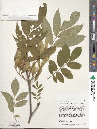 Fraxinus platypoda image