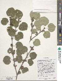 Cercidiphyllum japonicum image