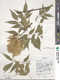 Fraxinus chinensis image