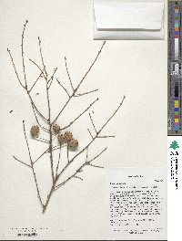 Tsuga chinensis image