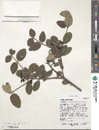 Viburnum schensianum image