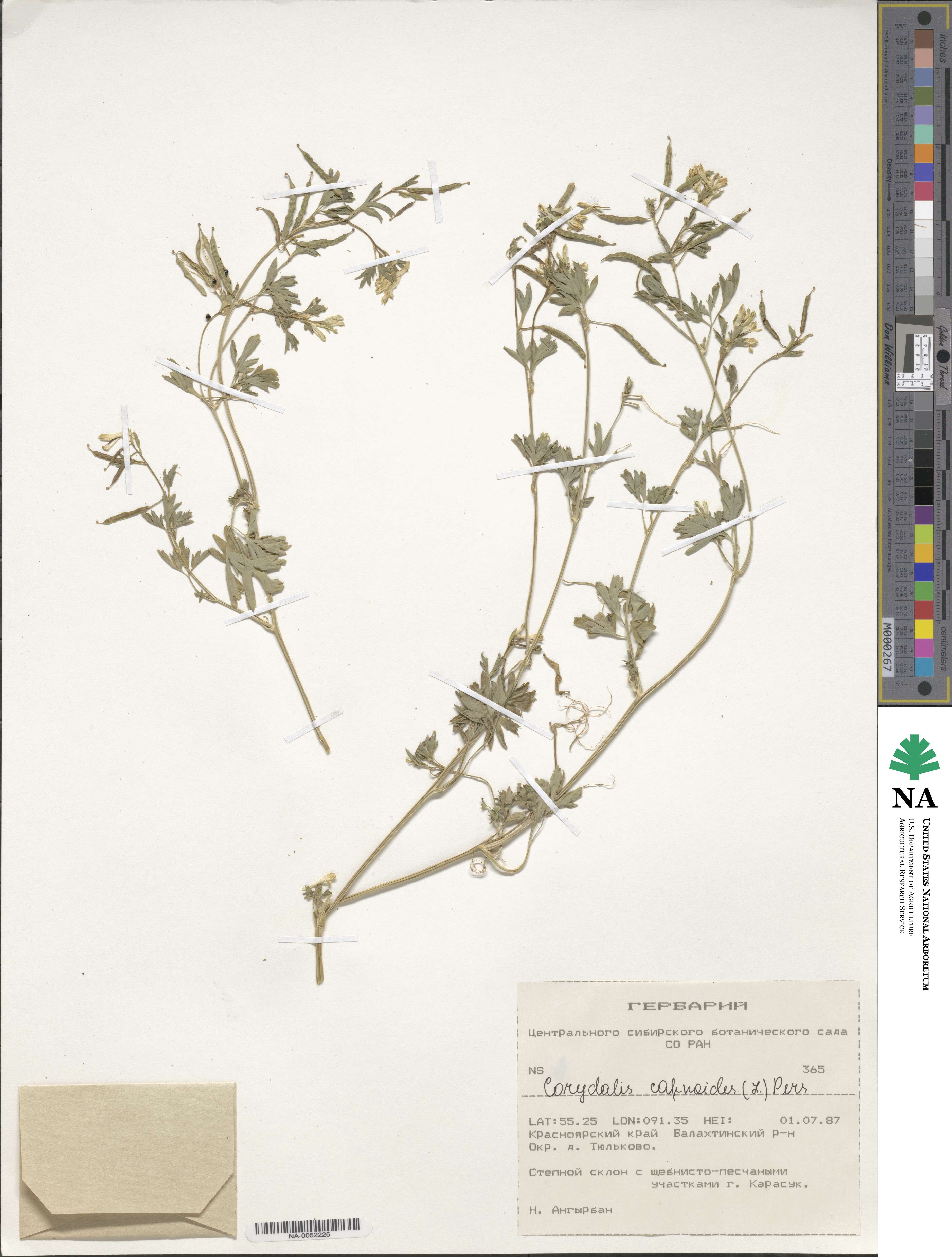 Corydalis capnoides image