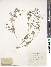 Corydalis capnoides image