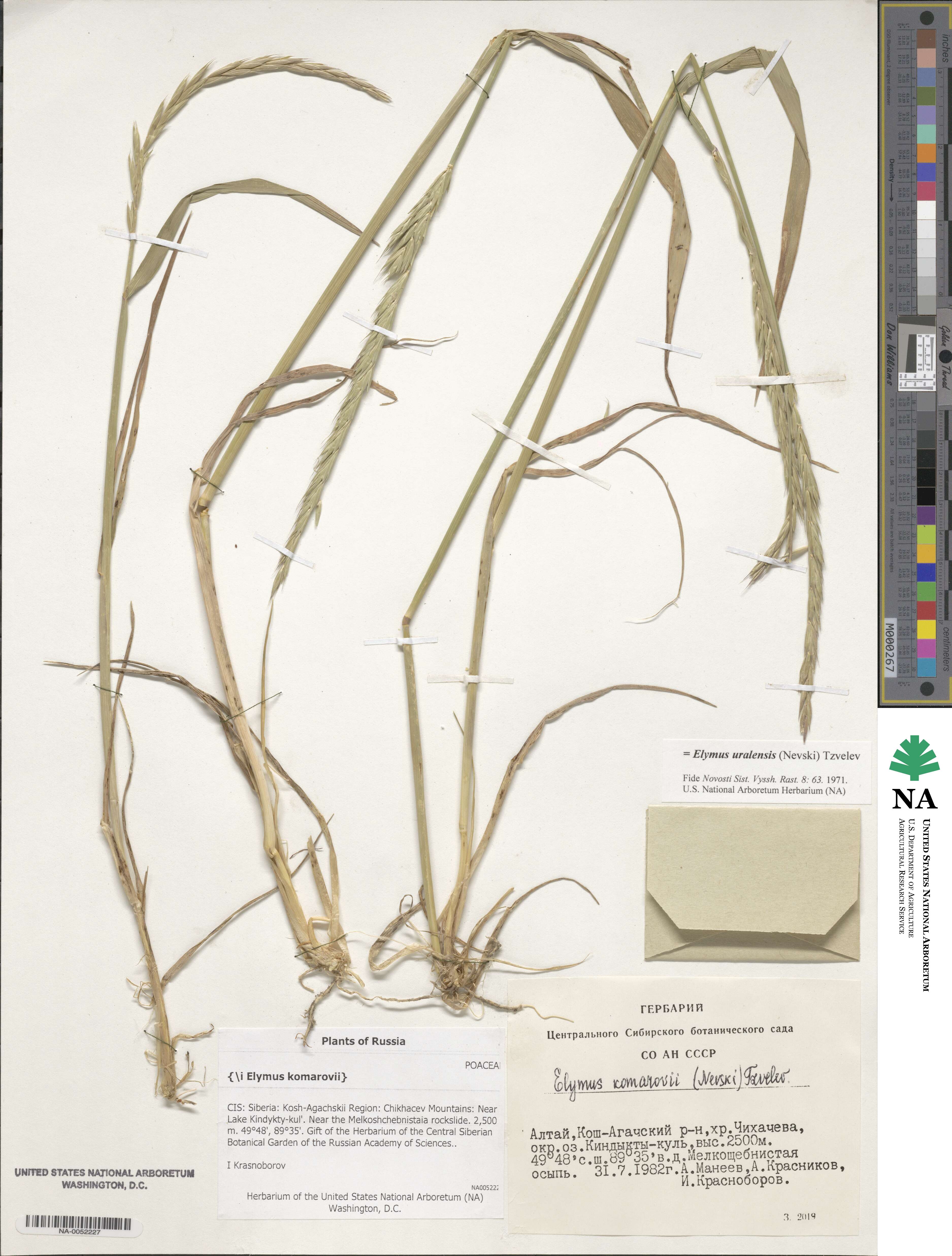 Elymus uralensis image