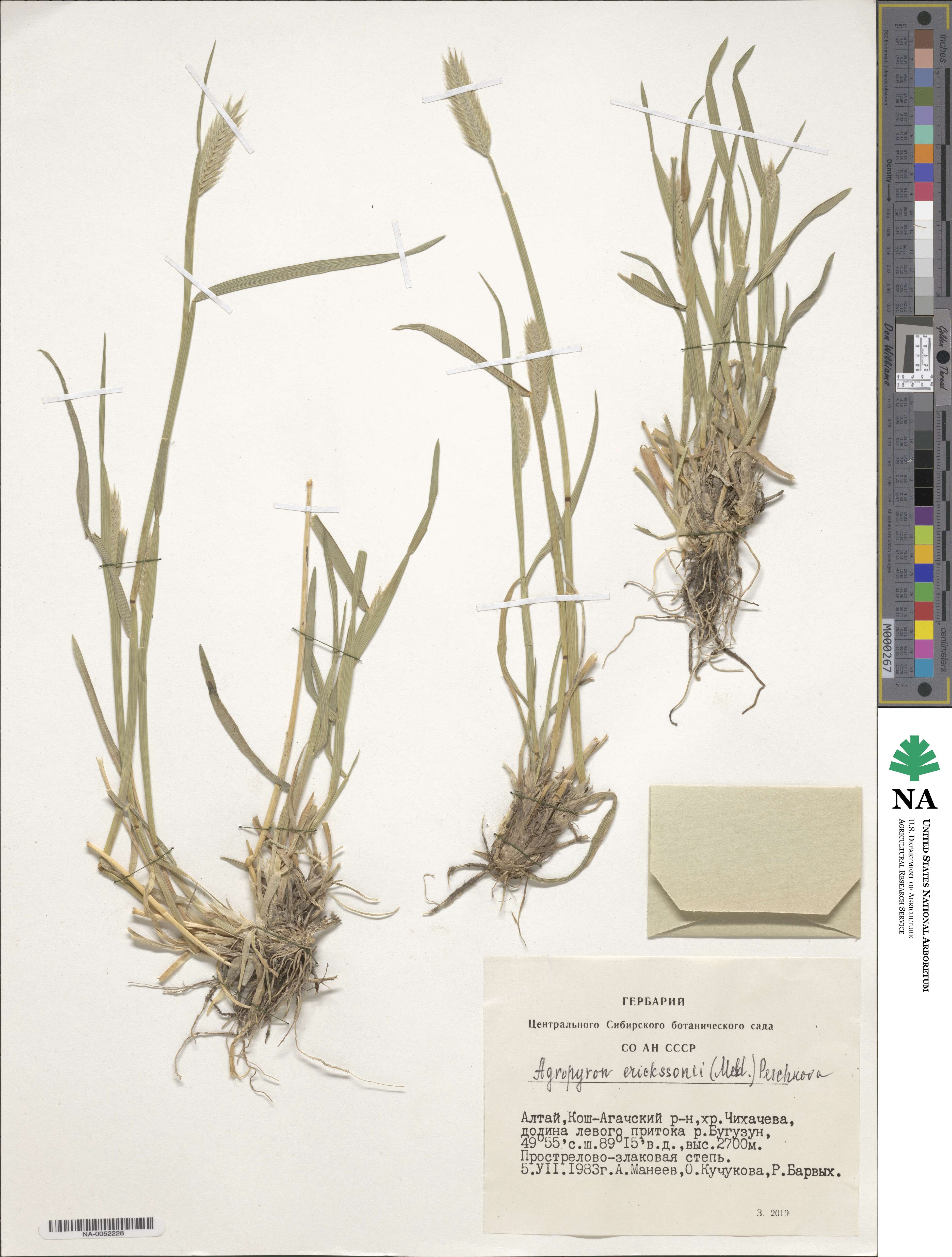 Agropyron cristatum image
