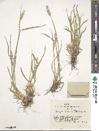 Agropyron cristatum image