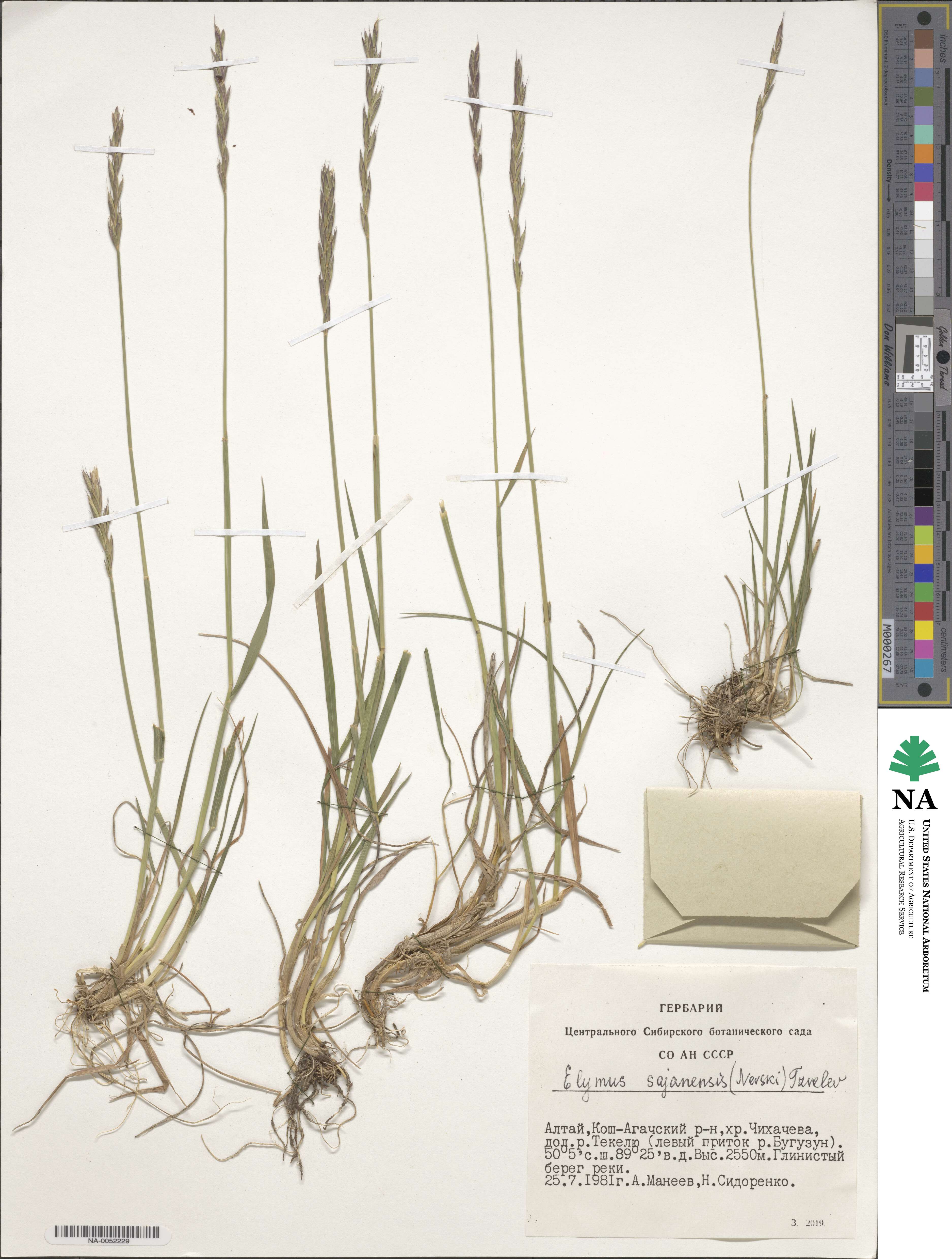 Elymus sajanensis image