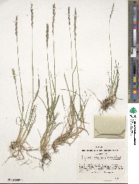 Image of Elymus sajanensis