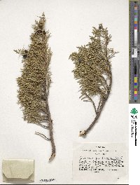 Juniperus pseudosabina image