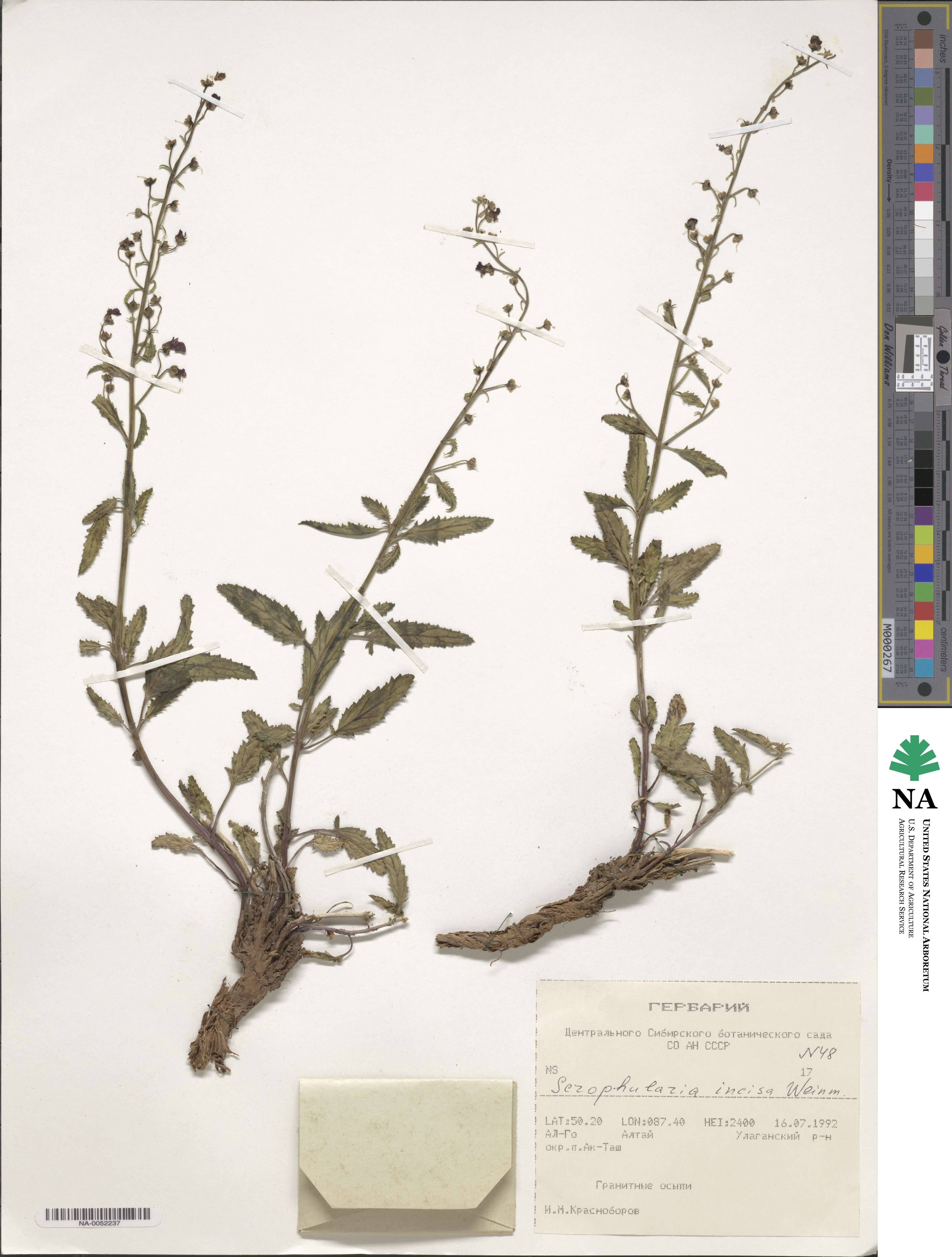 Scrophularia incisa image