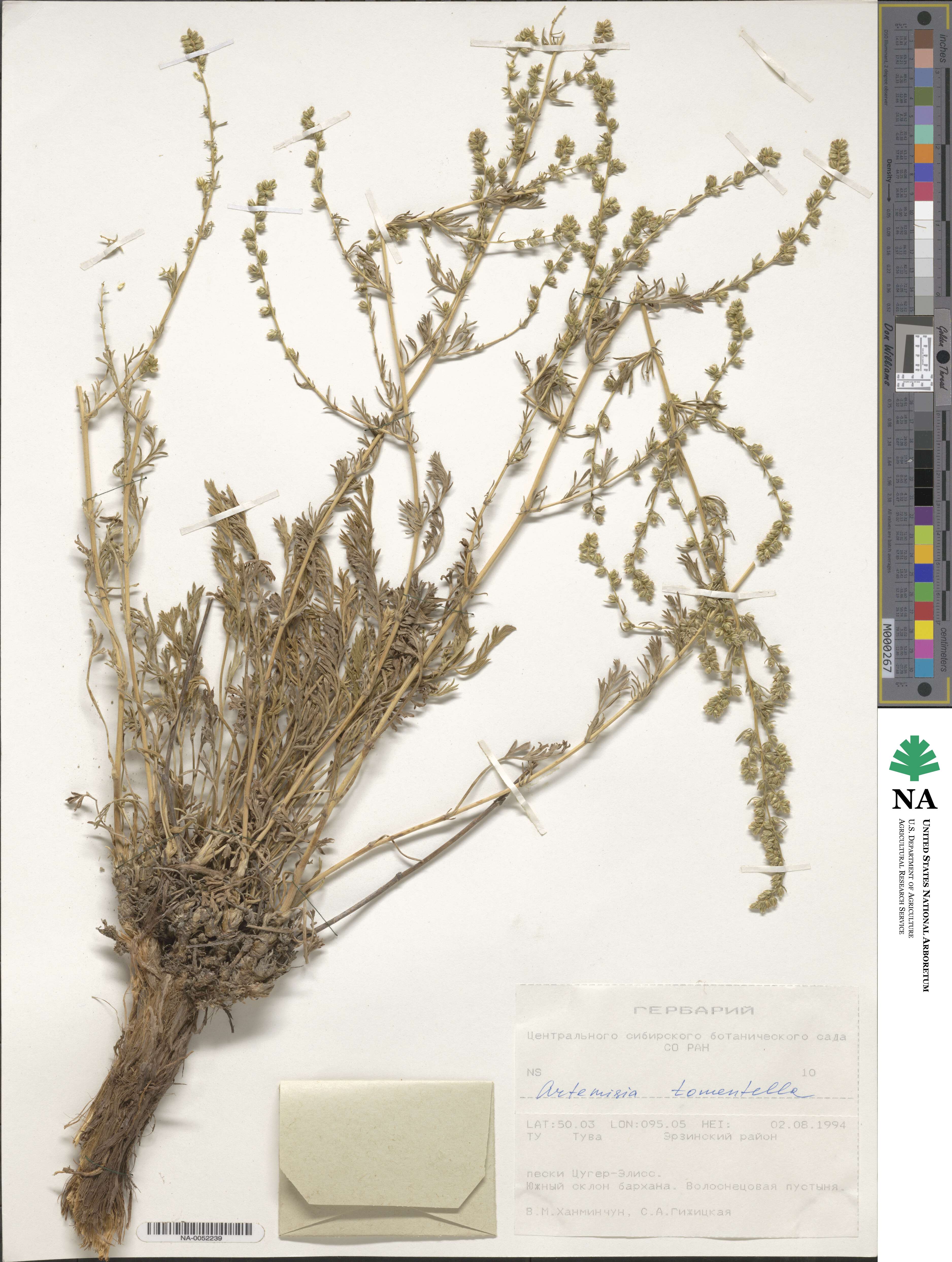 Artemisia tomentella image