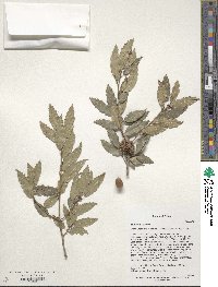 Quercus baronii image